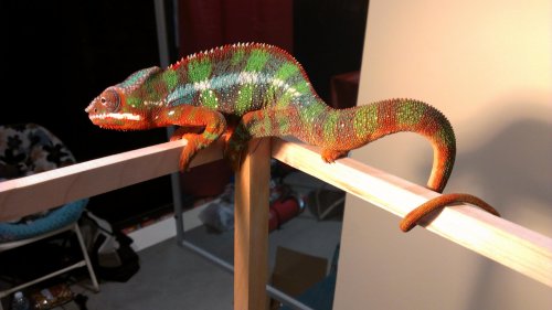 IMAG1105.jpg