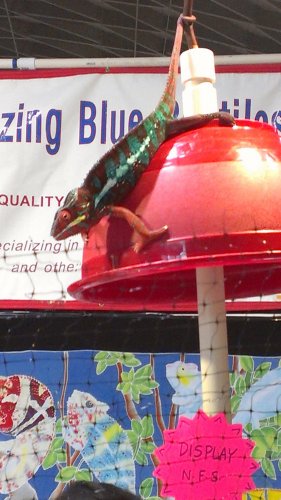 IMAG1108.jpg