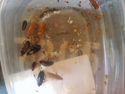 roaches.jpg