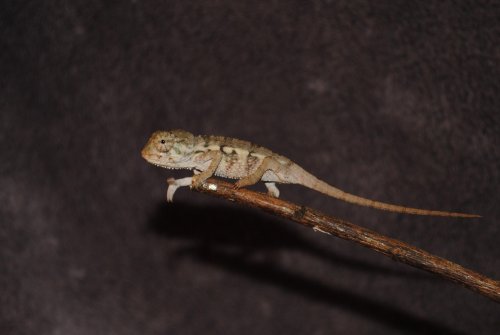 DSC_0512.jpg