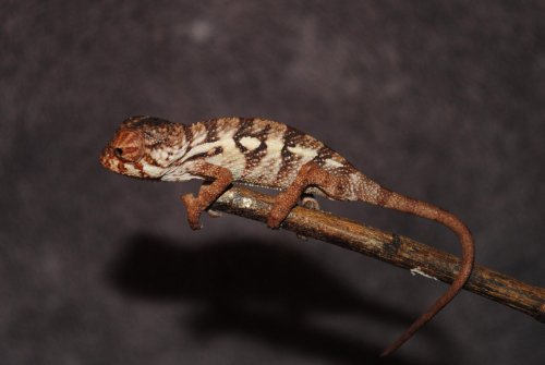 DSC_0523.jpg