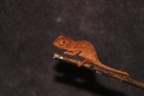 DSC_0540.jpg