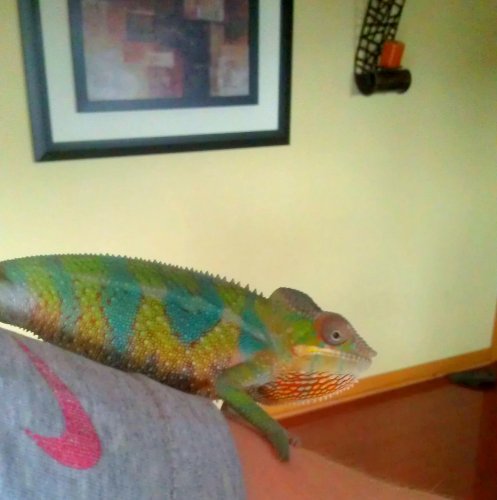IMAG0062-1.jpg
