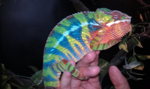 baby daddy on hand.jpg