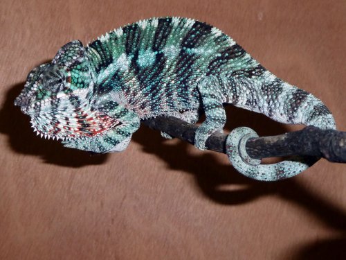 cheesecake-081412-(5-months-old - from previous clutch - same sire and dam).jpg