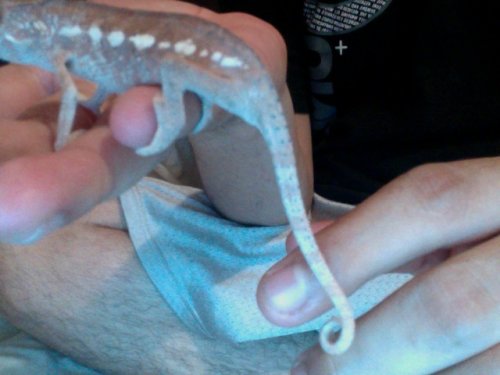 marley tail.jpg