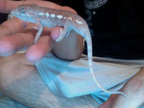 marley tail 3.jpg