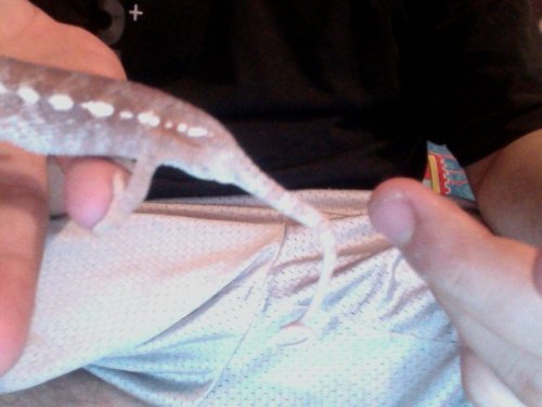 marley tail 7.jpg