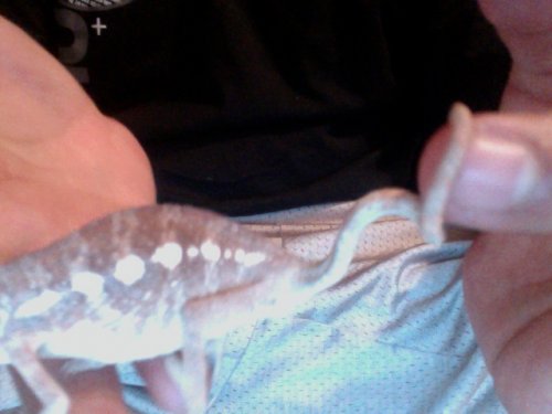 marley tail 8.jpg
