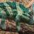 Veiled Chameleon CL.jpg