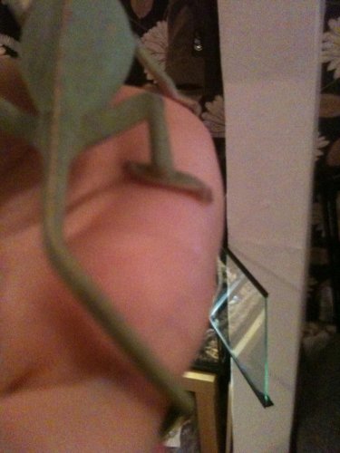 georges back leg1.jpg