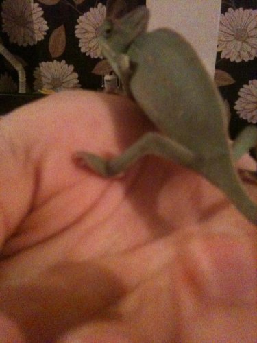 georges back leg2.jpg