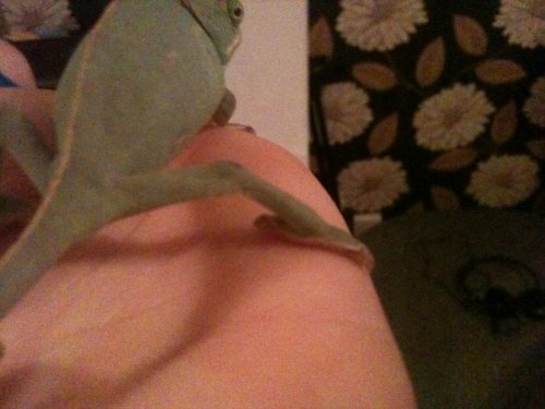 georges back legs.jpg