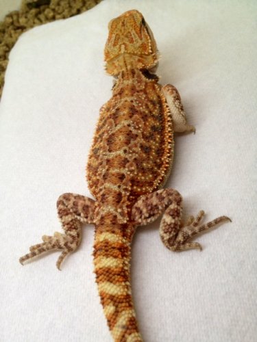 beardie9.5inch.JPG