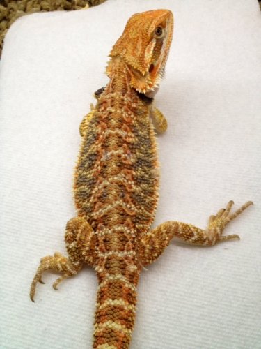 beardie10.5 inch.JPG