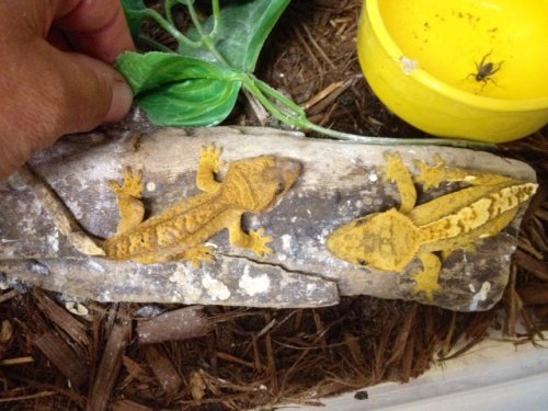 crested geckos.JPG