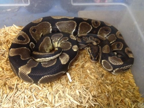 ball python.JPG