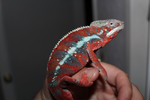 chameleons and logo 083.JPG