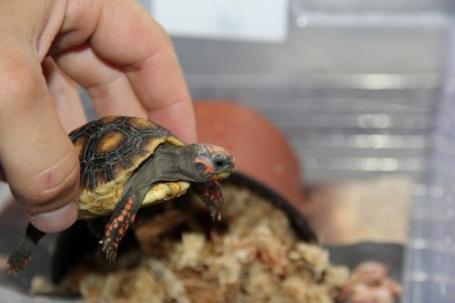 Poker 82012 (800x533).jpg