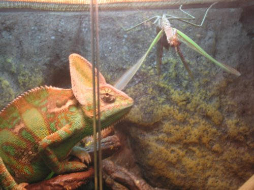 Lemmyand theMantis.jpg