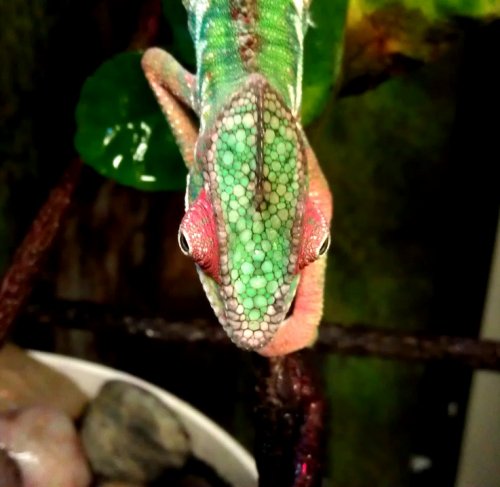rango.jpg