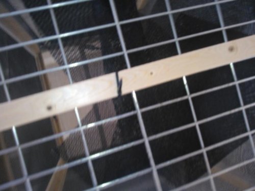 cage4.jpg