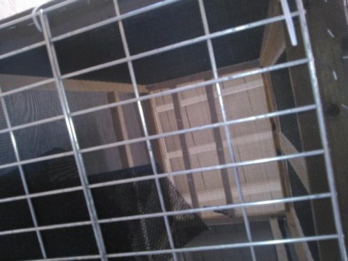 cage5.jpg
