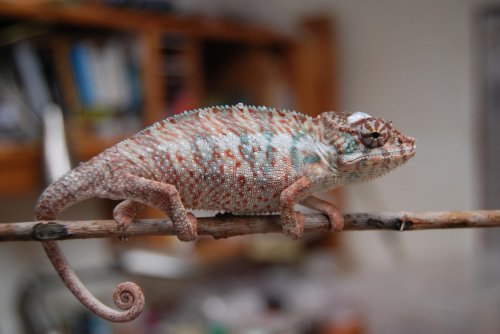 DSC_0062.jpg