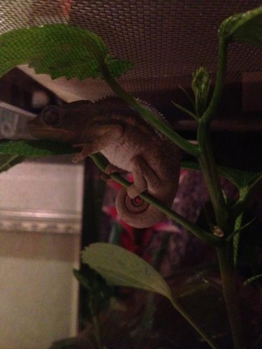 my chameleon sleeping.jpg