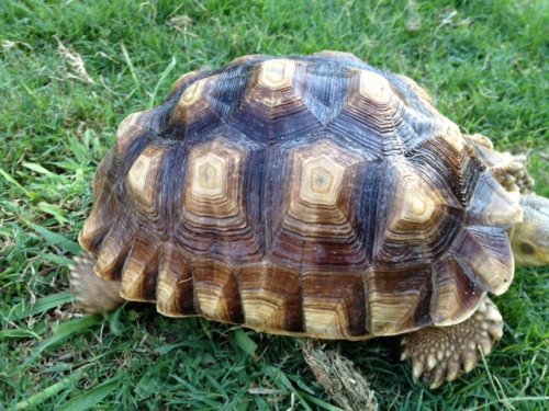 sulcata9.5inchmale.JPG