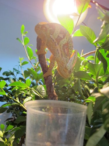 ImageUploadedByTapatalk1345935472.538377.jpg