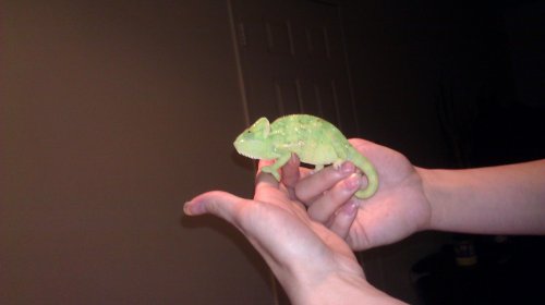 IMAG0111.jpg