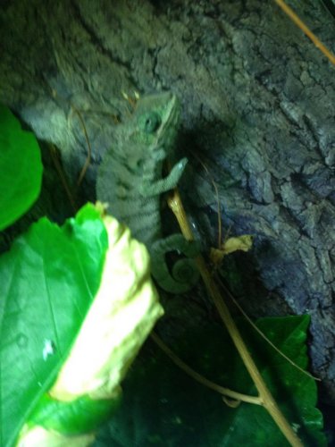 chameleon 3.jpg