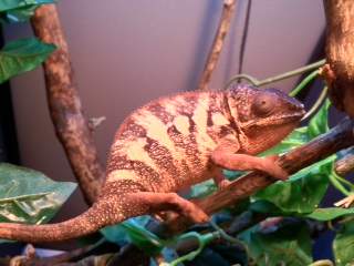 Female Panther 2.jpg