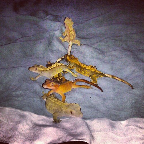 breeders.jpg