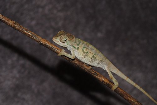 DSC_0667.JPG