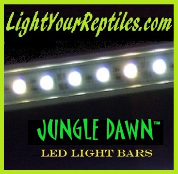 Jungle DawnTM LEDboarder barPIC.jpg