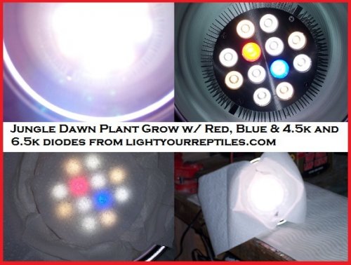 r&b jungle dawn PLANT BOOST.jpg