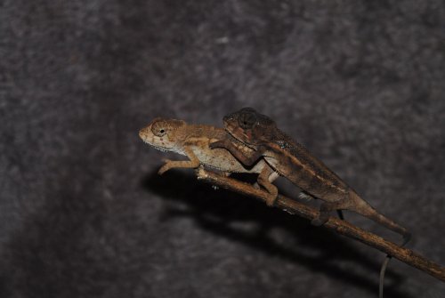 DSC_0754.jpg