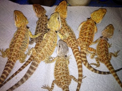 beardies7lot.JPG