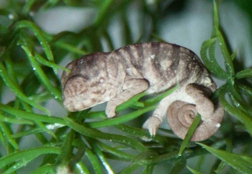 2012_08_24_9416_lizards_baby.jpg