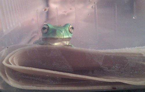 New Forest-20120908-00928.jpg