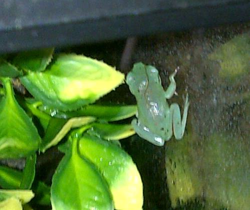 New Forest-20120908-00932.jpg