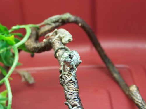 100_3108.jpg