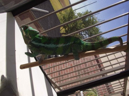 Sambava Male_Niro.jpg