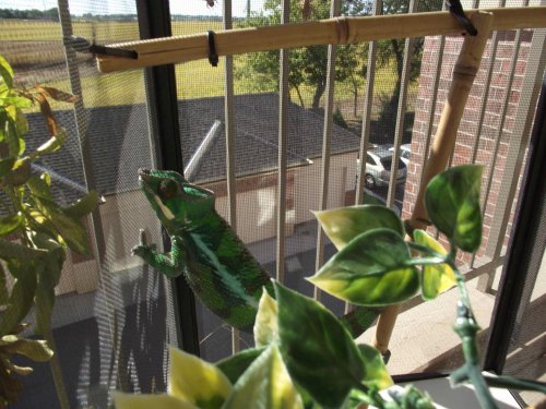 Sambava Male_Niro2.jpg