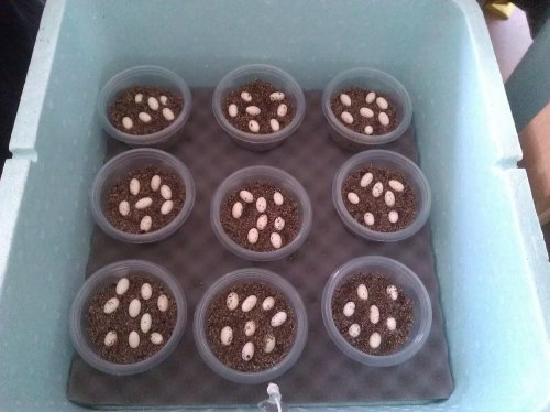 67-eggs.jpg