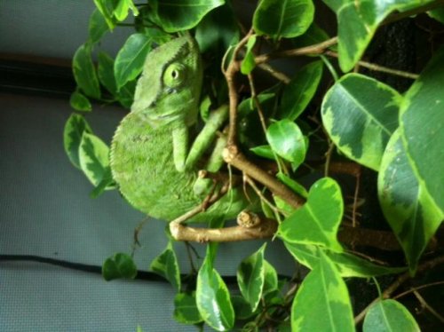 Gracefule female.jpg