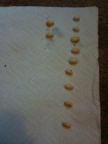 graceful eggs.jpg