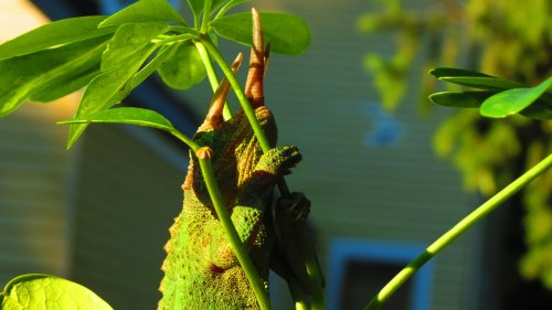 IMG_2261.jpg